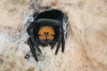 Spinnen und Skorpione kaufen und verkaufen Foto: True spiders, tarantulas, Scorpions and other