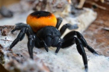 echte Webspinnen kaufen und verkaufen Foto: True spiders and other - shipping all EU