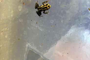 Pfeilgiftfrösche kaufen und verkaufen Foto: Ranitomeya Ventrimaculata Pfeilgiftfrösche kaufen und verkaufen Foto: Ranitomeya Ventrimaculata