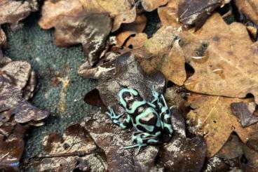 Pfeilgiftfrösche kaufen und verkaufen Foto: Verkauf Dendrobaten Auratus Pfeilgiftfrösche kaufen und verkaufen Foto: Verkauf Dendrobaten Auratus