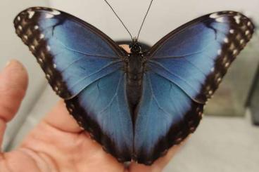 Insekten kaufen und verkaufen Foto: Morpho peleides caterpillars 