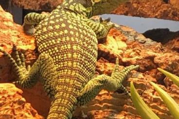 Lizards kaufen und verkaufen Photo: Varanus Reisingeri, 3 babies borned in may 2025 Lizards kaufen und verkaufen Photo: Varanus Reisingeri, 3 babies borned in may 2025