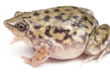 frogs kaufen und verkaufen Photo: Hamm 09.03:  Hemisus marmoratus for Sale