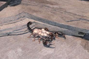 Spiders and Scorpions kaufen und verkaufen Photo: Gebe ab: Euscorpis italicus Zuchtpaar & weitere *Hamm oder Versand* 