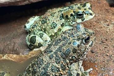 frogs kaufen und verkaufen Photo: Gebe ab : adulte Zuchtgruppe Bufotes ( Bufo ) boulengeri NZ'22 frogs kaufen und verkaufen Photo: Gebe ab : adulte Zuchtgruppe Bufotes ( Bufo ) boulengeri NZ'22