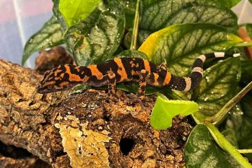 Geckos kaufen und verkaufen Foto: Suche / Looking for / ISO: 1.0 Goniurosaurus orientalis & andere Arten Geckos kaufen und verkaufen Foto: Suche / Looking for / ISO: 1.0 Goniurosaurus orientalis & andere Arten