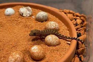 Geckos kaufen und verkaufen Foto: Gebe ab:   Heteronontia binoei  NZ'25    Kaktusgeckos