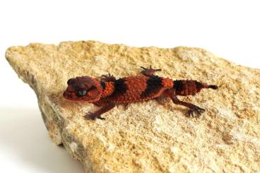 Lizards kaufen und verkaufen Photo: Houten 1.1 Nephrurus cinctus cb 2023