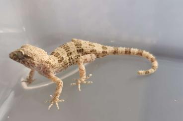 Geckos kaufen und verkaufen Photo: 2.2 Trachydactylus hajarensis 