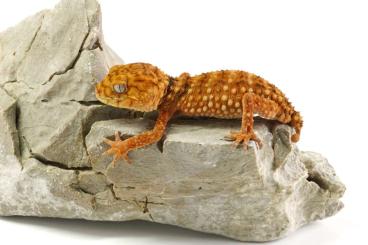 Geckos kaufen und verkaufen Photo: 1.1 Nephrurus amyae cb 2024 Geckos kaufen und verkaufen Photo: 1.1 Nephrurus amyae cb 2024