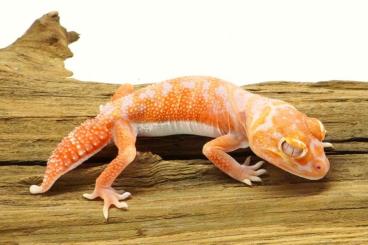 Geckos kaufen und verkaufen Foto: 0.3 NLP Nephrurus levis pilbarensis females Geckos kaufen und verkaufen Foto: 0.3 NLP Nephrurus levis pilbarensis females