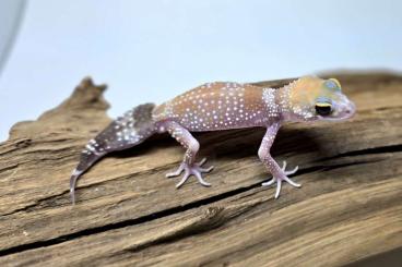 Geckos kaufen und verkaufen Foto: 1.1 Underwoodisaurus milii (hypo)