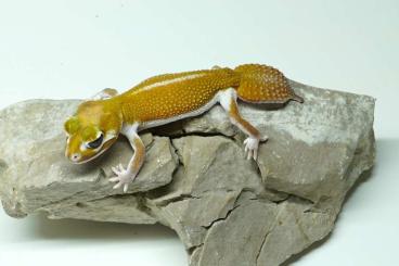 Geckos kaufen und verkaufen Foto: 0.1 Nephrurus levis pilbarensis patternless Geckos kaufen und verkaufen Foto: 0.1 Nephrurus levis pilbarensis patternless