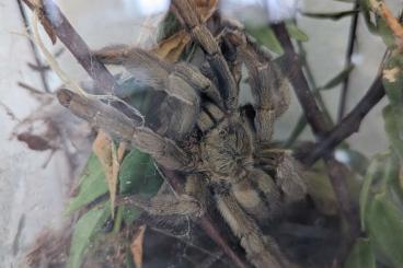- bird spiders kaufen und verkaufen Photo: Psalmopeous cambridgei spiderlings - bird spiders kaufen und verkaufen Photo: Psalmopeous cambridgei spiderlings