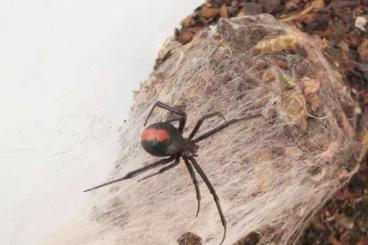 echte Webspinnen kaufen und verkaufen Foto: Various Latrodectus females