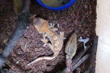 Geckos kaufen und verkaufen Foto: young Correlophus ciliatus 