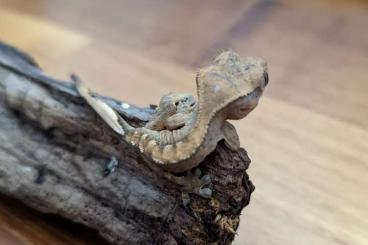 Geckos kaufen und verkaufen Foto: Correlophus ciliatus hatched in 2022
