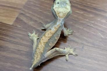 Geckos kaufen und verkaufen Foto: Correlophus ciliatus tailless but pretty :)