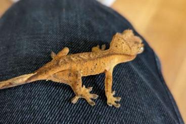 Geckos kaufen und verkaufen Photo: C. ciliatus - dalmatian, tiger, red...