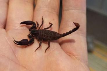 Skorpione kaufen und verkaufen Foto: Chaerilus Stockmannorum aus NZ