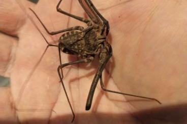 Spiders and Scorpions kaufen und verkaufen Photo: Euphrynichus bacillifer aus Nachzucht