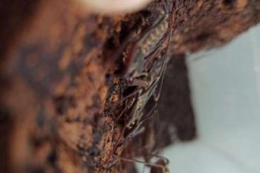 Spiders and Scorpions kaufen und verkaufen Photo: Euphrynichus bacillifer aus Nachzucht