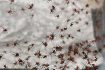 Spinnen und Skorpione kaufen und verkaufen Foto: Latrodectus menavodi, Malaysia Spinnen und Skorpione kaufen und verkaufen Foto: Latrodectus menavodi, Malaysia