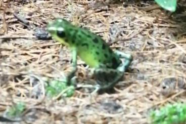 Poison dart frogs kaufen und verkaufen Photo: Oophaga pumilio Punta Laurent 2 x 1,0 Verkauf oder Tausch