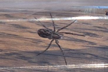 Spinnen und Skorpione kaufen und verkaufen Foto: Hogna Carolinensis (Wolf Spider)