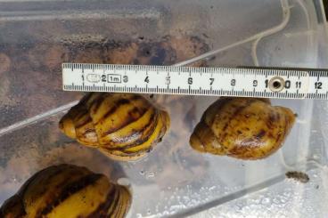 Mollusca kaufen und verkaufen Photo: Marginata ovum Schnecken nz 23