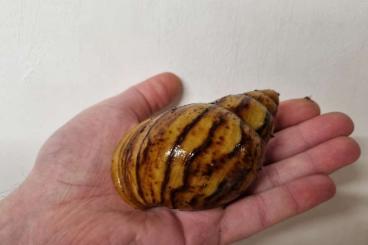 Mollusca kaufen und verkaufen Photo: Marginata ovum Schnecken 