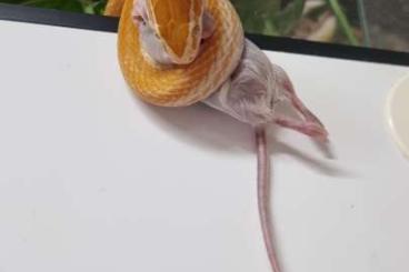 Snakes kaufen und verkaufen Photo: Boaedon capensis Albino 1.2 