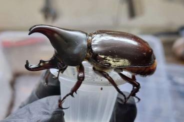 other Arthropoda kaufen und verkaufen Photo: Xylotrupes gideon sumatrensis other Arthropoda kaufen und verkaufen Photo: Xylotrupes gideon sumatrensis