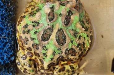 Frösche  kaufen und verkaufen Foto: Ceratophrys cranwelli enz 10/24