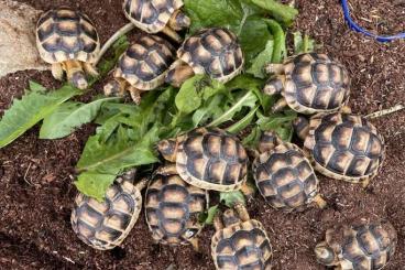 Landschildkröten kaufen und verkaufen Foto: Breitrandschildkröten testudo marginata NZ21