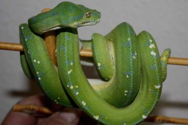 Schlangen kaufen und verkaufen Foto: morelia viridis sorong abzugeben