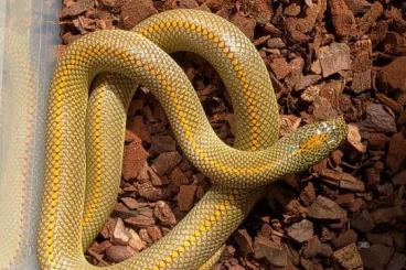 Schlangen kaufen und verkaufen Foto: Lamprophis aurora 1.0 Male