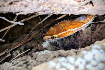 Snakes kaufen und verkaufen Photo: Boaedon capensis 2.1 Hausschlange Snakes kaufen und verkaufen Photo: Boaedon capensis 2.1 Hausschlange