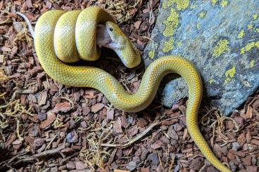 Snakes kaufen und verkaufen Photo: Lamprophis aurora 1.0 Male Snakes kaufen und verkaufen Photo: Lamprophis aurora 1.0 Male