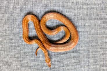 Snakes kaufen und verkaufen Photo: Boaedon capensis 2.1 Hausschlange Snakes kaufen und verkaufen Photo: Boaedon capensis 2.1 Hausschlange