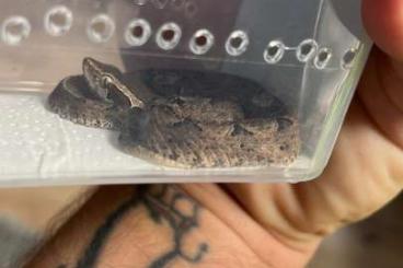 Giftschlangen kaufen und verkaufen Foto: Calloselasma rhodostoma NZ‘23