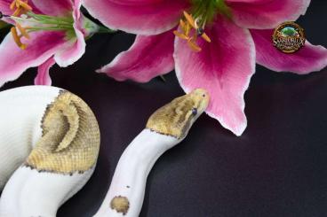 Königspythons kaufen und verkaufen Foto: 0.1 Special Pied (proven breeder, last clutch 06/2024) Königspythons kaufen und verkaufen Foto: 0.1 Special Pied (proven breeder, last clutch 06/2024)