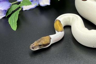 Ball Pythons kaufen und verkaufen Photo: 1.0 Black Pastel Pied het Lavender Albino Ball Pythons kaufen und verkaufen Photo: 1.0 Black Pastel Pied het Lavender Albino