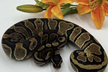 Königspythons kaufen und verkaufen Foto: 1.0 Classic het Pied 2024 Königspythons kaufen und verkaufen Foto: 1.0 Classic het Pied 2024