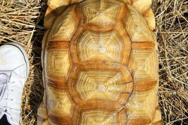 Tortoises kaufen und verkaufen Photo: 1.2 Centrochelys Sulcata Ivory male+Het female(USA)+ancestral CB 2013