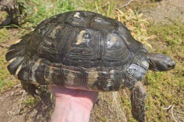 Tortoises kaufen und verkaufen Photo: 0.1 Testudo marginata (female) areal Sardinia CB 2013 -Cites source C Tortoises kaufen und verkaufen Photo: 0.1 Testudo marginata (female) areal Sardinia CB 2013 -Cites source C
