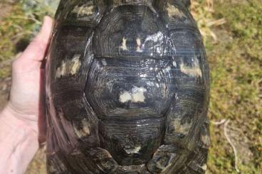 Landschildkröten kaufen und verkaufen Foto: 0.1 Testudo marginata (female) areal Sardinia CB 2013 -Cites source C Landschildkröten kaufen und verkaufen Foto: 0.1 Testudo marginata (female) areal Sardinia CB 2013 -Cites source C