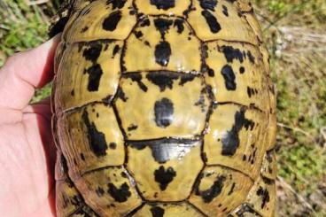 Turtles and Tortoises kaufen und verkaufen Photo: 1.1 Testudo graeca nabeulensis (Sardinia area) CB 2013 Turtles and Tortoises kaufen und verkaufen Photo: 1.1 Testudo graeca nabeulensis (Sardinia area) CB 2013