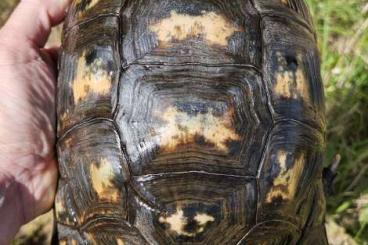Landschildkröten kaufen und verkaufen Foto: 0.1 Testudo marginata (female) – CITES Source C – Reproductive Female Landschildkröten kaufen und verkaufen Foto: 0.1 Testudo marginata (female) – CITES Source C – Reproductive Female
