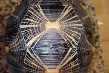 Sumpfschildkröten kaufen und verkaufen Foto: Radiatas whith endoscopy and 1 male